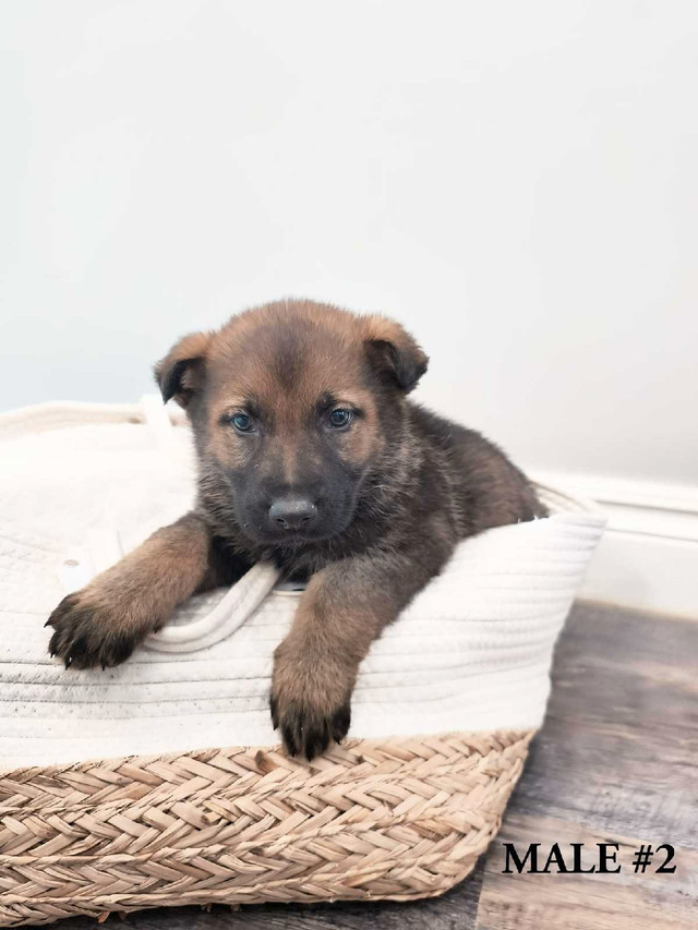 Purebred German Shepherd Pups Ckc registered in Dogs & Puppies for Rehoming in Kitchener / Waterloo - Image 4