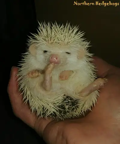 Pedigreed Hedgehogs Babies from Ethical Breeder, View more
