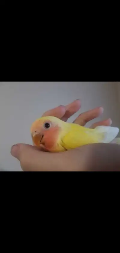 Beautiful ,soft ,baby lovebirds for sale ,many colours and breeding pairs available need loving home...