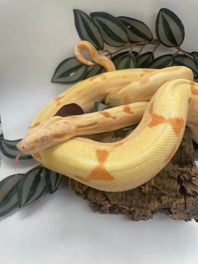 pre sale Sunglow boa in Reptiles & Amphibians for Rehoming in Calgary - Image 2