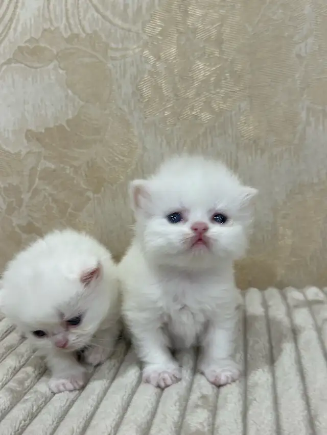ADORABLE BLUE EYE PERSIAN KITTENS | Cats & Kittens for Rehoming ...