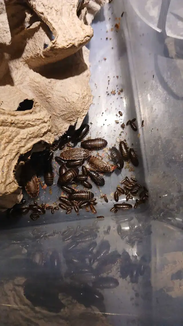 R oaches for sale (multiple species) feeders and pets in Reptiles & Amphibians for Rehoming in North Bay - Image 3