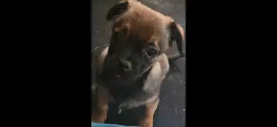 Chihuahua X Pug, View more