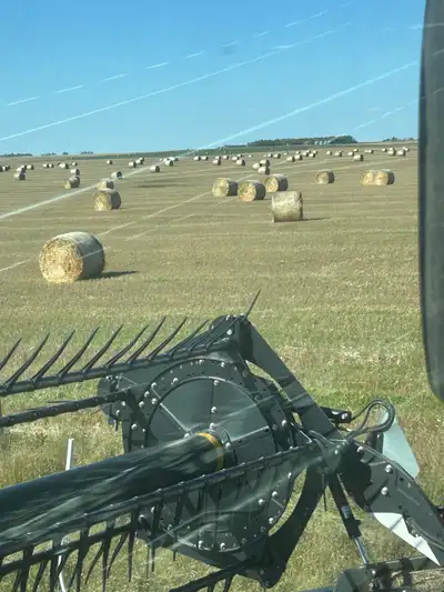 Barley straw for sale. Had barley seeded for a cover crop of alfalfa and grass. Bales should weigh a...