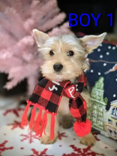 Yorkie Biewer puppies, View more