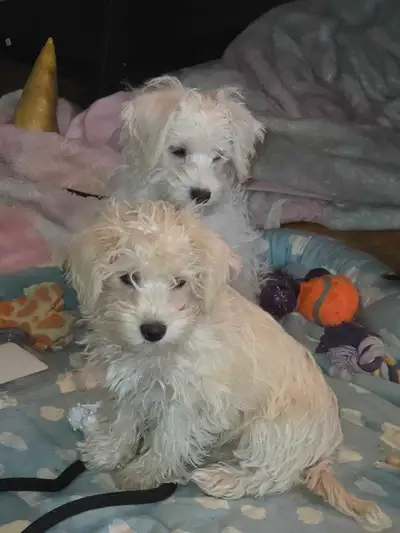 schnoodle pups, View more
