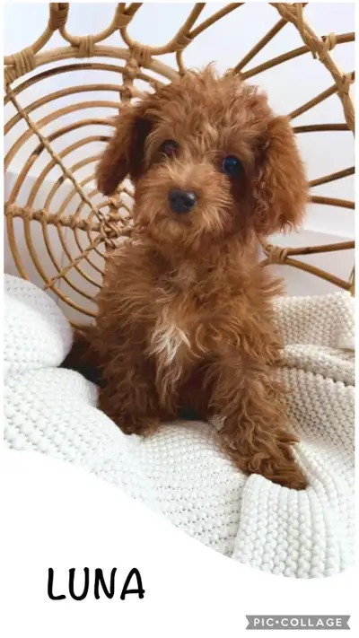 Adorable Cockapoo Puppies for Sale!, View more
