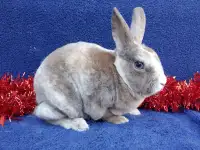 EXTRAORDINARY mini rex baby bunny rabbits