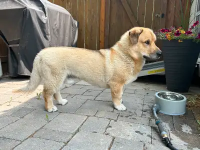 Hi there, we’re looking to find a loving home for our dog Gus. Unfortunately he isn’t fitting well i...