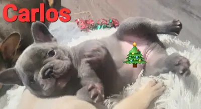 Christmas Registered French Bulldogs, View more