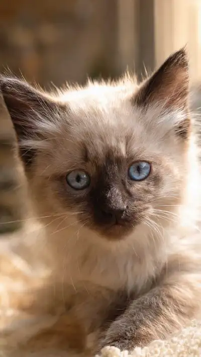 Beautiful Chocolate Seal Points For Rehoming, View more