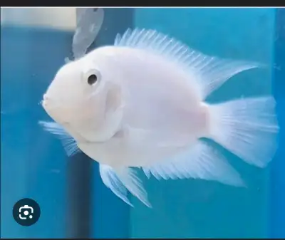 Snow white baby Parrot fish, View more