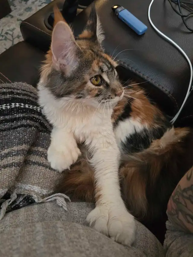 Chatons Mainecoon in Cats & Kittens for Rehoming in Drummondville - Image 4