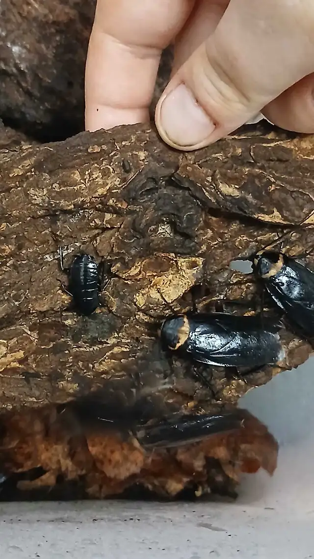 R oaches for sale (multiple species) feeders and pets in Reptiles & Amphibians for Rehoming in North Bay - Image 6