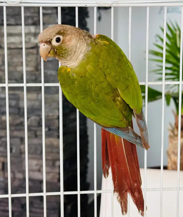 downsizing aviary  in Birds for Rehoming in Calgary - Image 6