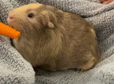 2 Guinea Pigs, View more