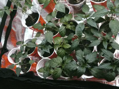 Pepper Plants, View more