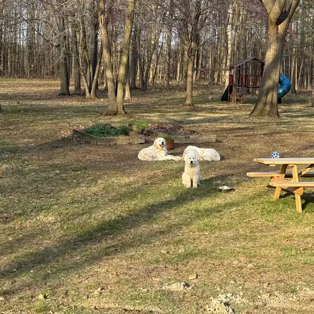 selling 3 Great Pyrenees $1000 each OBO | Dogs & Puppies for Rehoming ...