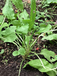 Sorrel Garden Herb, Perennial
