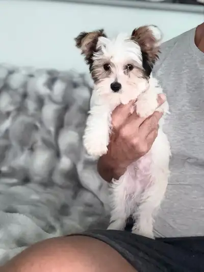 Morkie   biewer puppies, View more
