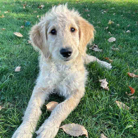 Goldendoodles F1 prêts à partir! Parents testés OFA dans Chiens et chiots à adopter  à Ville de Québec - Image 3