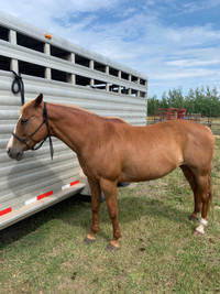 Saddle Horse For Sale