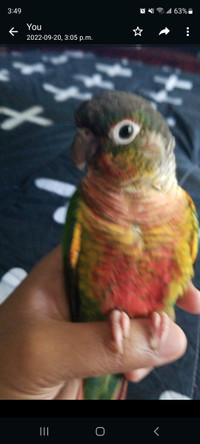 Conure pair with cage and accessories 