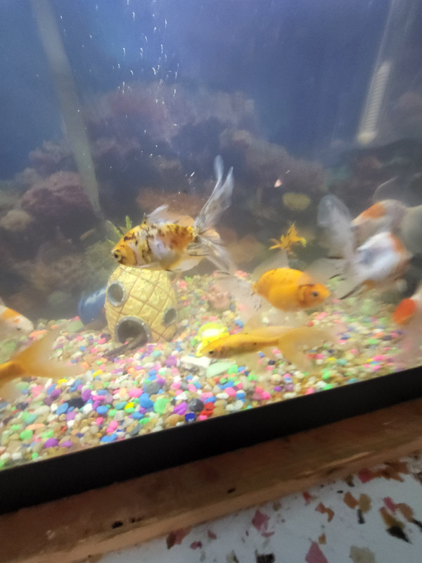 Fancy goldfish in Fish for Rehoming in Saint John