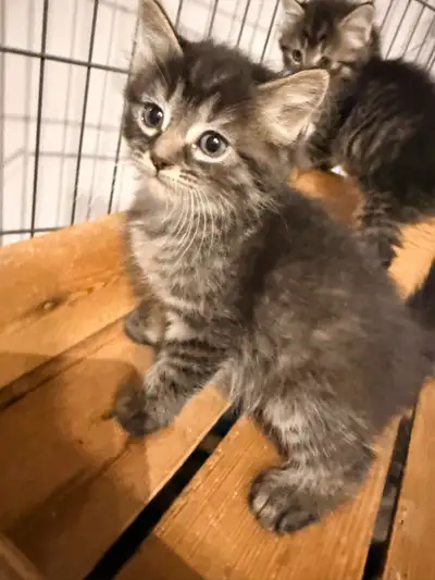 Kittens for fun loving homes!, View more