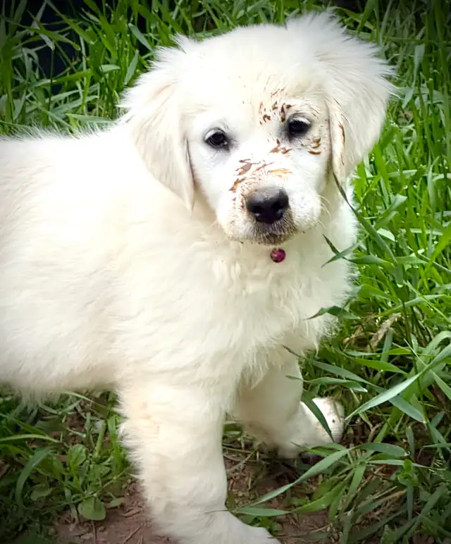 English Cream Golden Retriever Puppies CKC registered in Dogs & Puppies for Rehoming in Oakville / Halton Region - Image 7