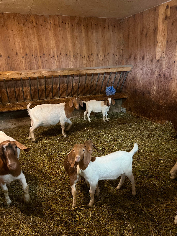 Boer goats for sale in Livestock in Barrie - Image 4