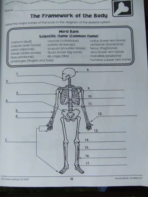 Human Body Published by Carson-Dellosa (for Grades 4-6) in Children & Young Adult in Mississauga / Peel Region - Image 7