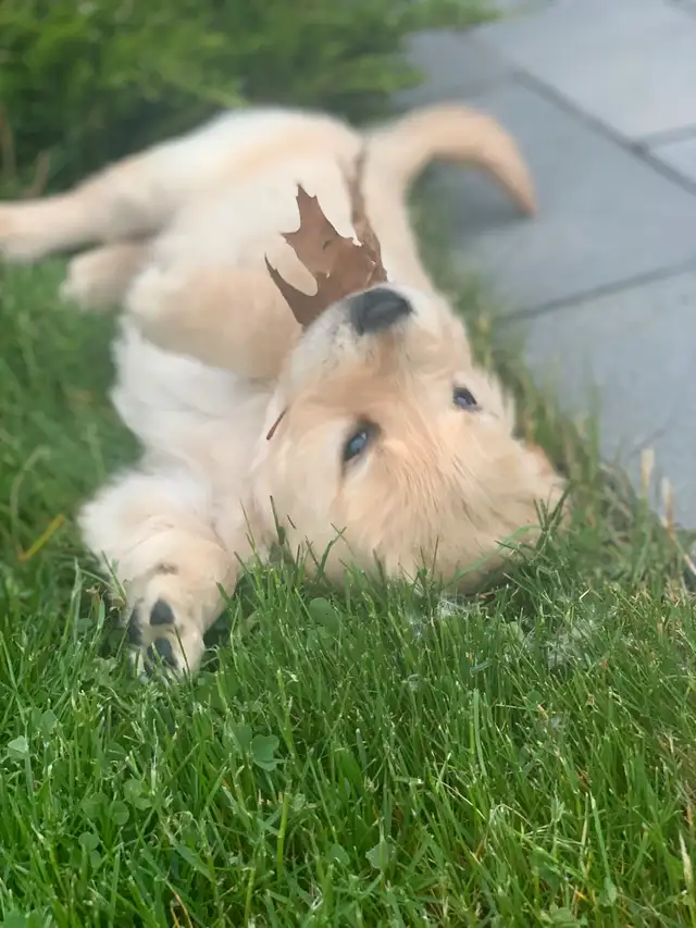 Purebred Golden Retriever puppies in Dogs & Puppies for Rehoming in Hamilton - Image 6