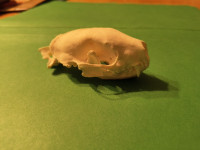 Crâne de moufette blanchit au peroxyde