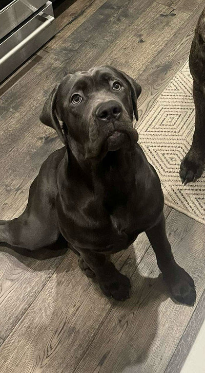 1 LEFT! Cane Corso puppy