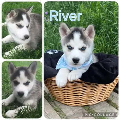 Siberian Husky Puppies , View more