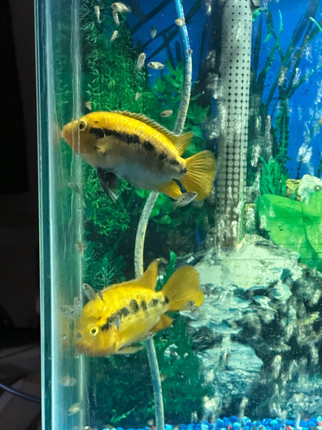 Rainbow Cichlid  in Fish for Rehoming in Moncton