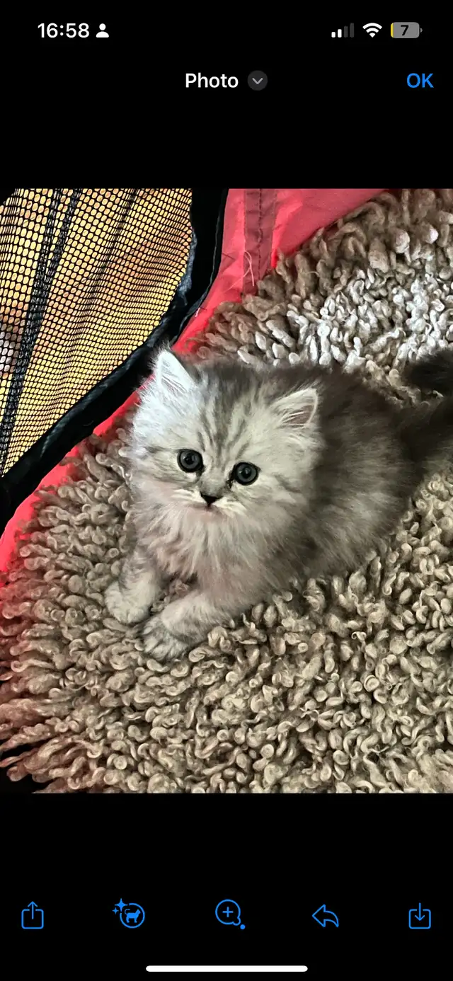 Chaton persans chinchilla à vendre !!! in Cats & Kittens for Rehoming in Laval / North Shore - Image 13