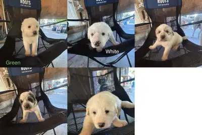 Maremma/Pyrenees Puppies for rehoming, View more