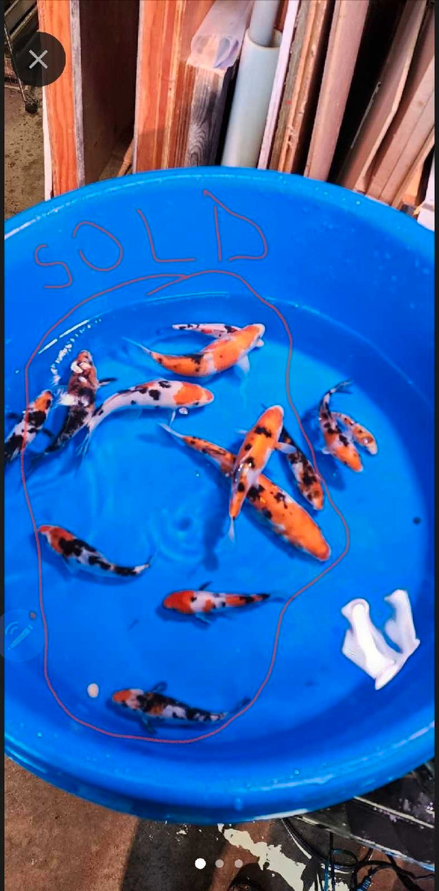 Koi Fish in Fish for Rehoming in Stratford