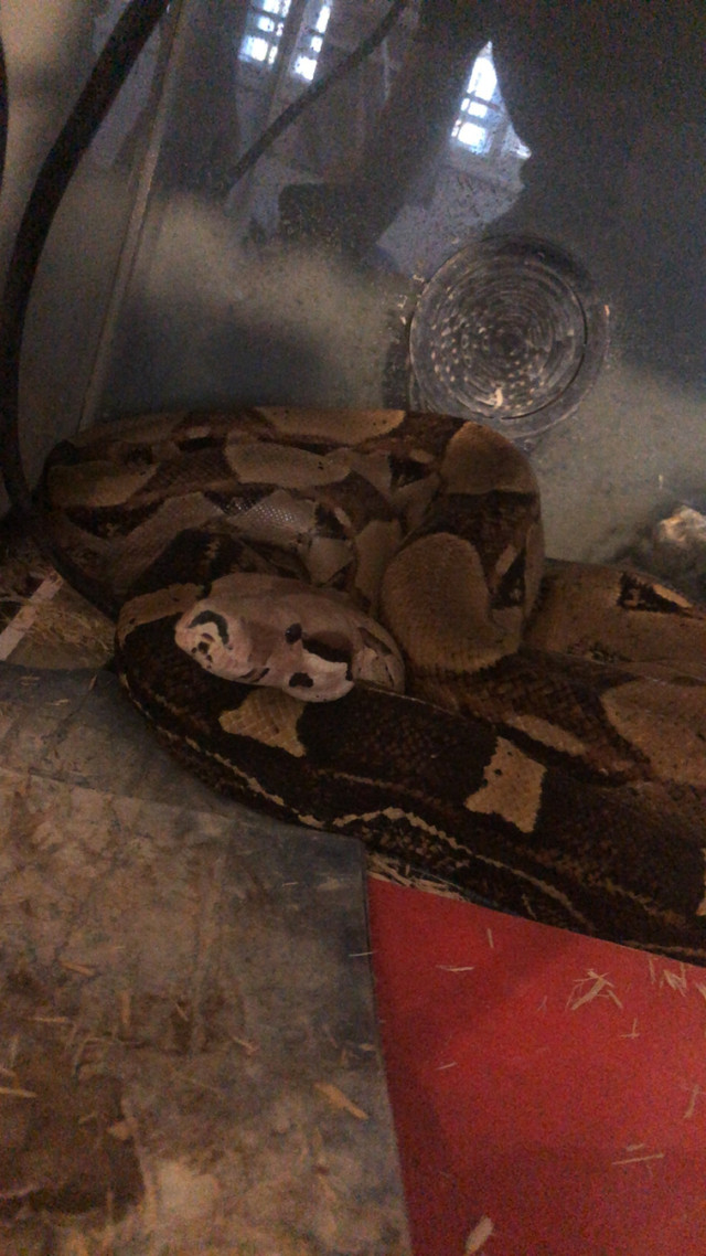 Boa constrictor in Reptiles & Amphibians for Rehoming in Norfolk County