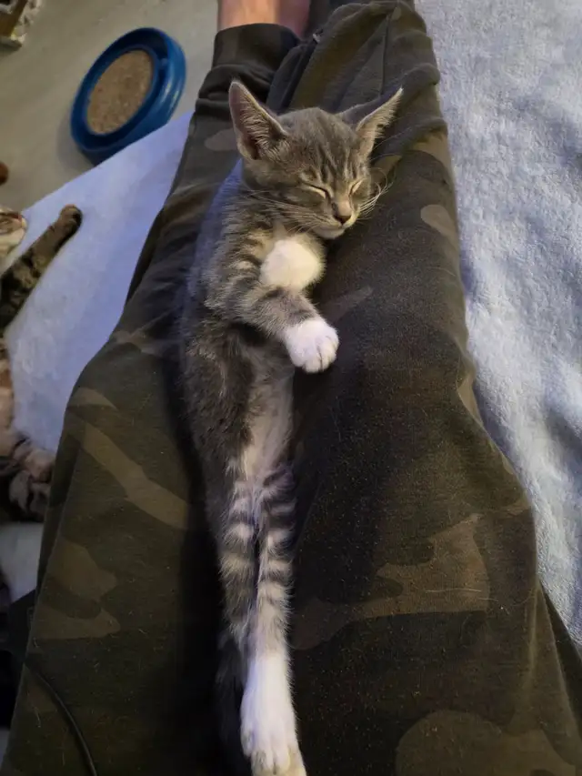 1 male kitten for sale. in Cats & Kittens for Rehoming in Victoria - Image 4