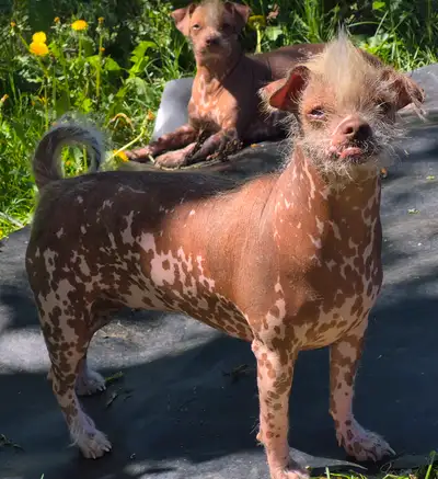Chinese Crested! 1 male, 1 female. (Bonded-Must Go Together!, View more
