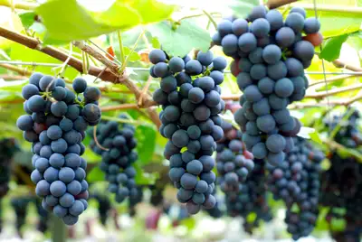 Valiant Grape plant and Aronia plant seedlings in potsRooted gr, View more