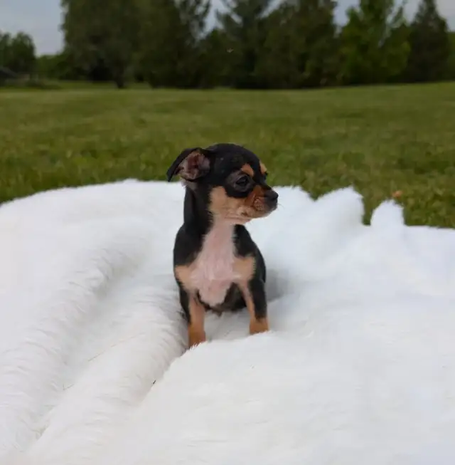 RARE Chihuahua pups READY TO GO!  in Dogs & Puppies for Rehoming in Oakville / Halton Region - Image 7
