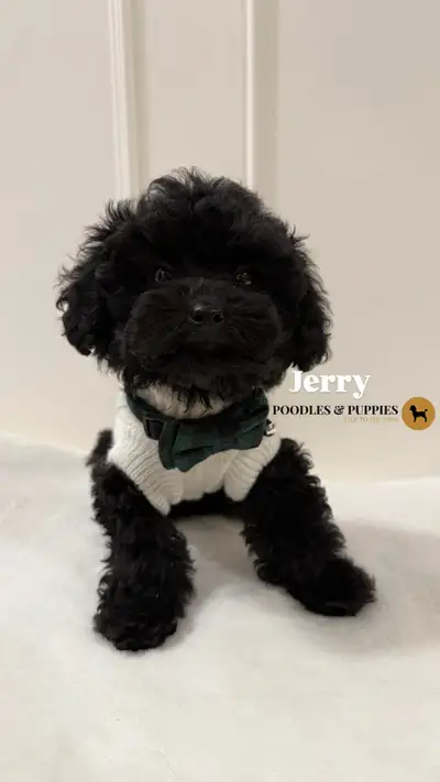 Purebred Black Toy Poodles - Embark Tested Parents, View more