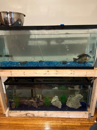 Tank setup+ fish