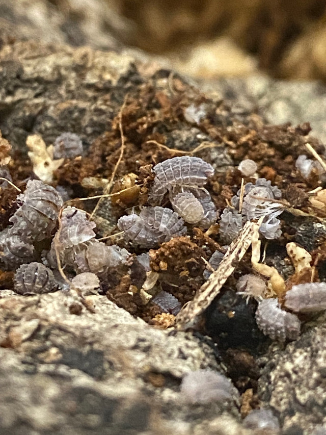 Borneo Alligator Isopods in Reptiles & Amphibians for Rehoming in Kingston - Image 4