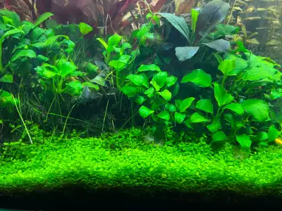 Monte Carlo Carpeting Aquarium Plants., View more