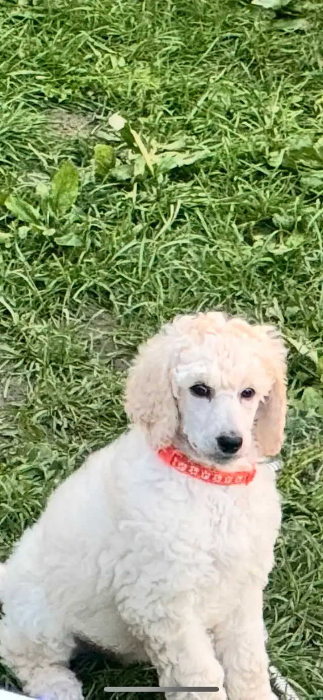 Standard poodle puppies in Dogs & Puppies for Rehoming in Ottawa - Image 9